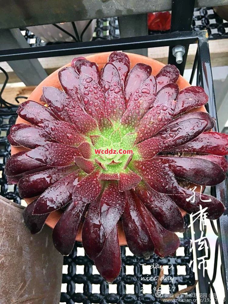 被法师独爱却被喷为特戒之耻的极品