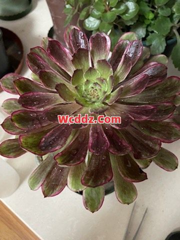 为什么说早期的法师是最惨的？