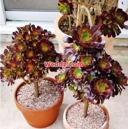 法师如何快速发育